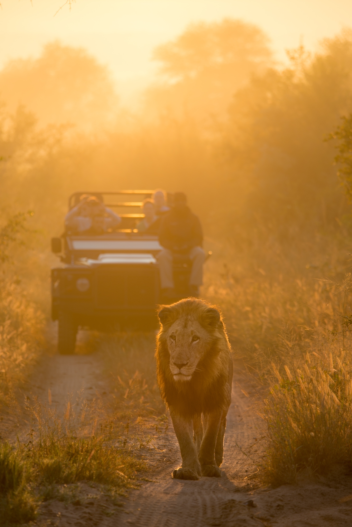 Lion Sands Safari 4 Game Drive 3