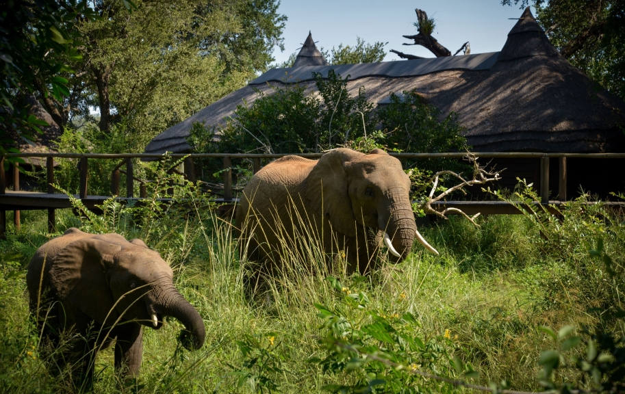 Elephants