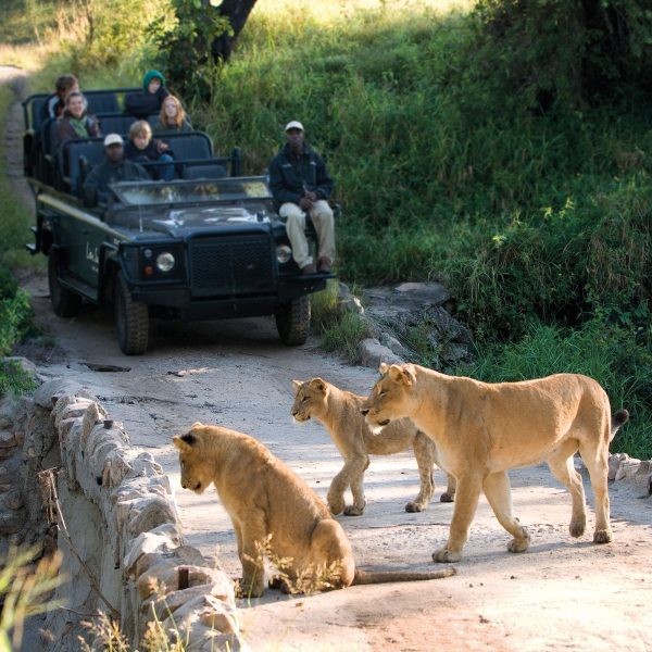 Take a Guided Game Drive