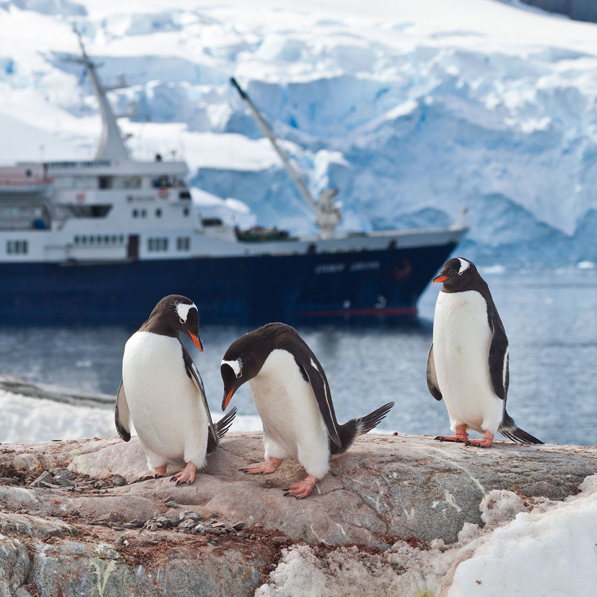 Penguins