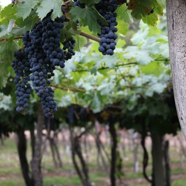 Yourself in Lujan de Cuyo Wine Region