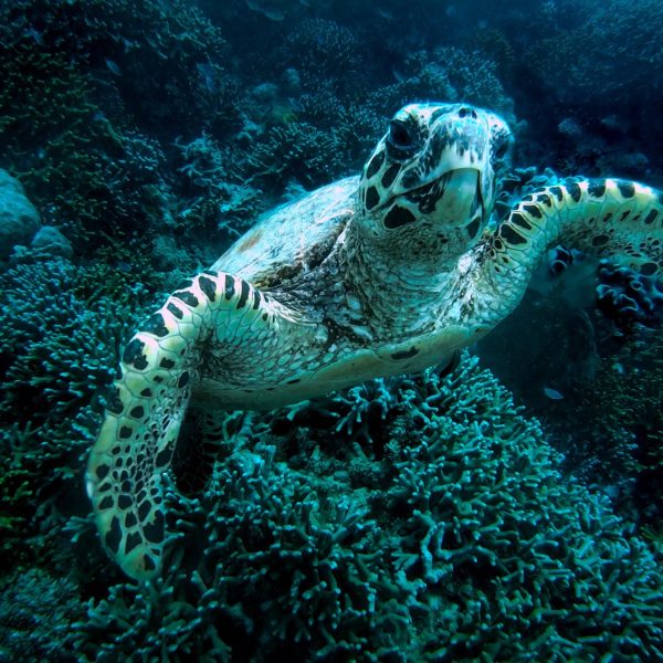 Dive the Great Barrier Reef