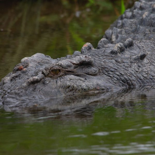 Cruise Along the Daintree River