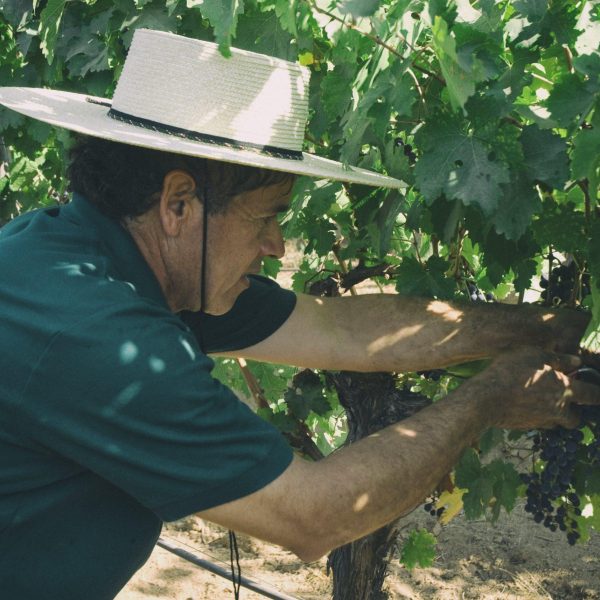 Learn About Biodynamic Wine Production