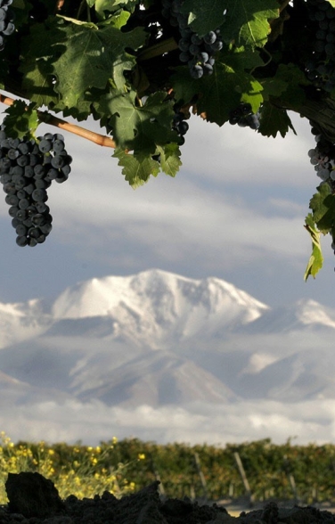 Mendoza Andes Vines
