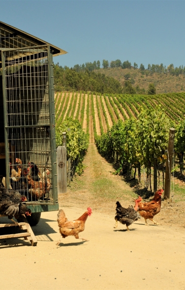 Matetic Vineyards Animals 2 1