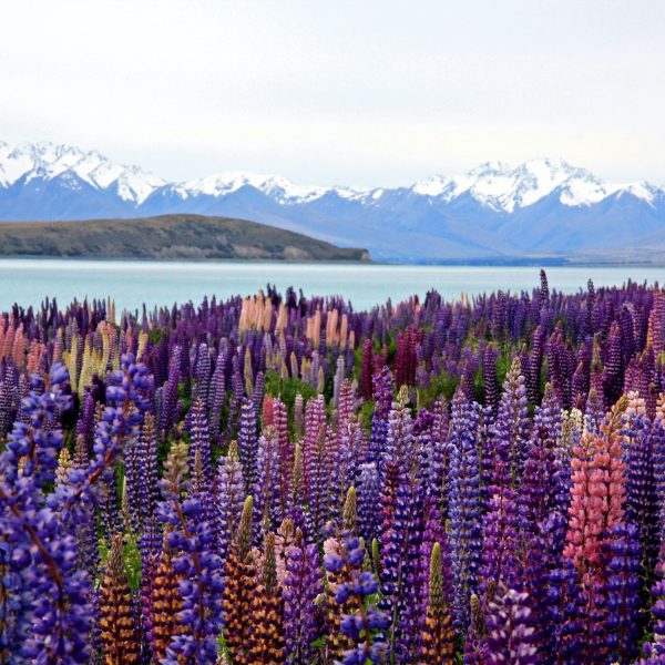 Take a Private Tour to Lake Tekapo