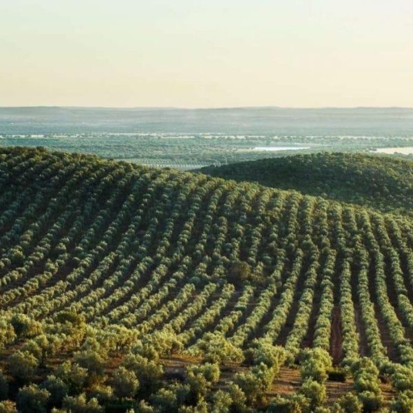 Explore Ancient Olive Groves