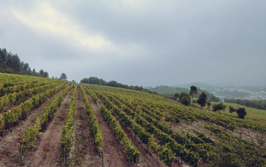 Casa do Sezim vineyard