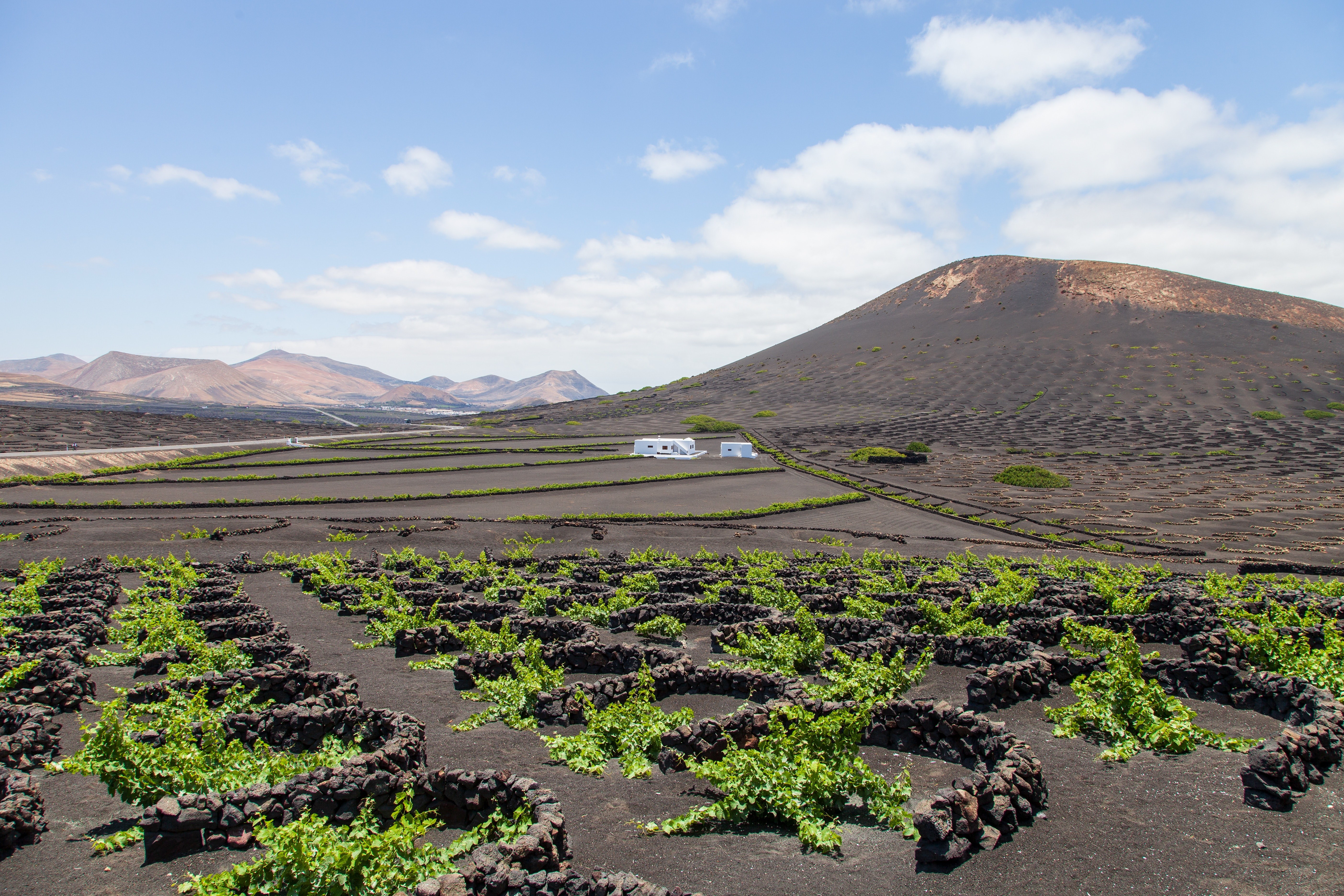 Vine-growing on Lanzarote