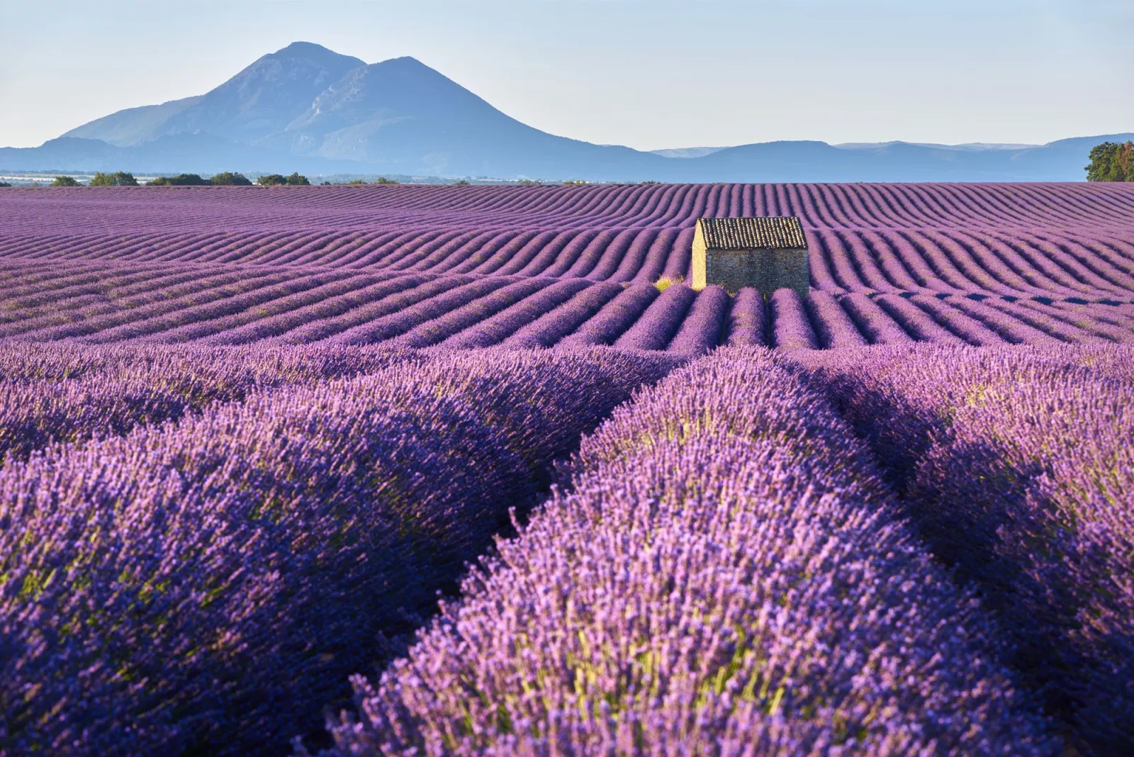 Provecne Lavender